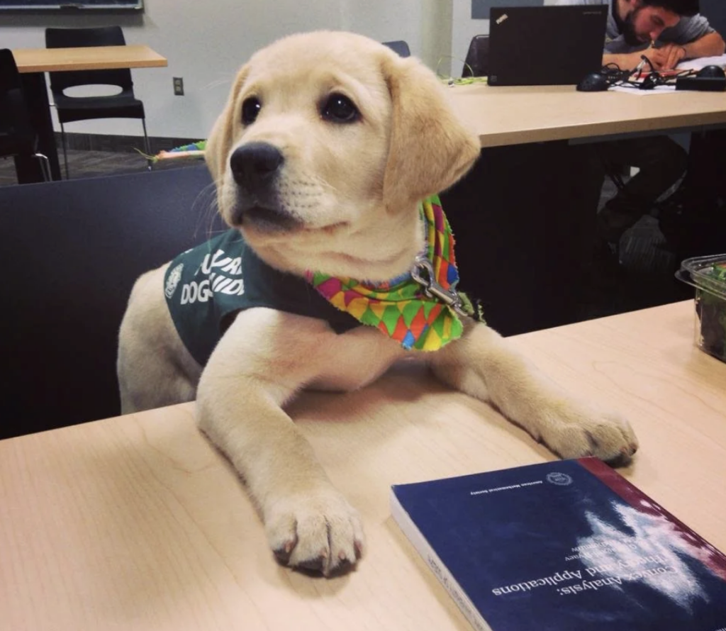 guard dog on his first day of classroom